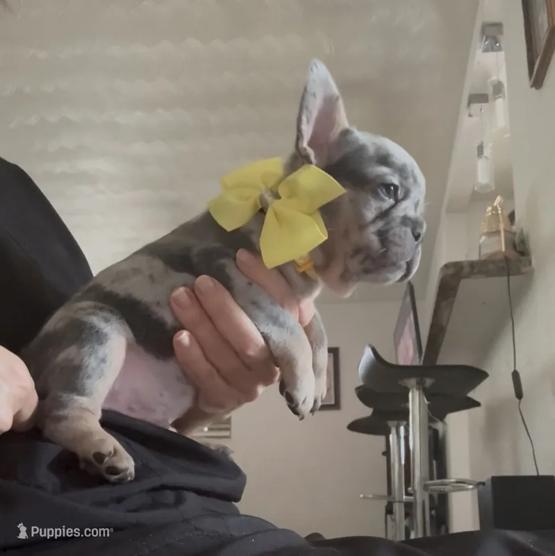 Polo – French Bulldog puppy for sale in Fort Lauderdale, FL