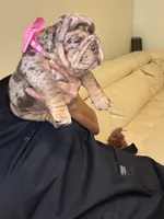 Shely, a female English Bulldog for sale in Fort Lauderdale, FL – 4 of 7