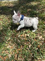Rober, a male French Bulldog for sale in Fort Lauderdale, FL – Photo 3 of 4
