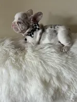 Rober, a male French Bulldog for sale in Fort Lauderdale, FL – Photo 2 of 4