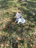 Rober, a male French Bulldog for sale in Fort Lauderdale, FL – Photo 4 of 4