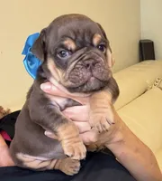 Choco, a male English Bulldog for sale in Fort Lauderdale, FL – 2 of 7