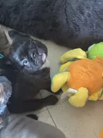 Chiky, a male French Bulldog for sale in Fort Lauderdale, FL – 3 of 6