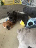 Chiky, a male French Bulldog for sale in Fort Lauderdale, FL – 4 of 6