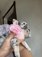 Mia, a female French Bulldog for sale in Fort Lauderdale, FL – Photo 6 of 7