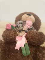 Mia, a female French Bulldog for sale in Fort Lauderdale, FL – Photo 4 of 7