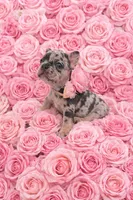 Mia, a female French Bulldog for sale in Fort Lauderdale, FL – Photo 3 of 7