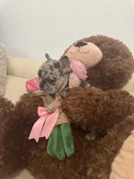 Mia, a female French Bulldog for sale in Fort Lauderdale, FL – Photo 2 of 7