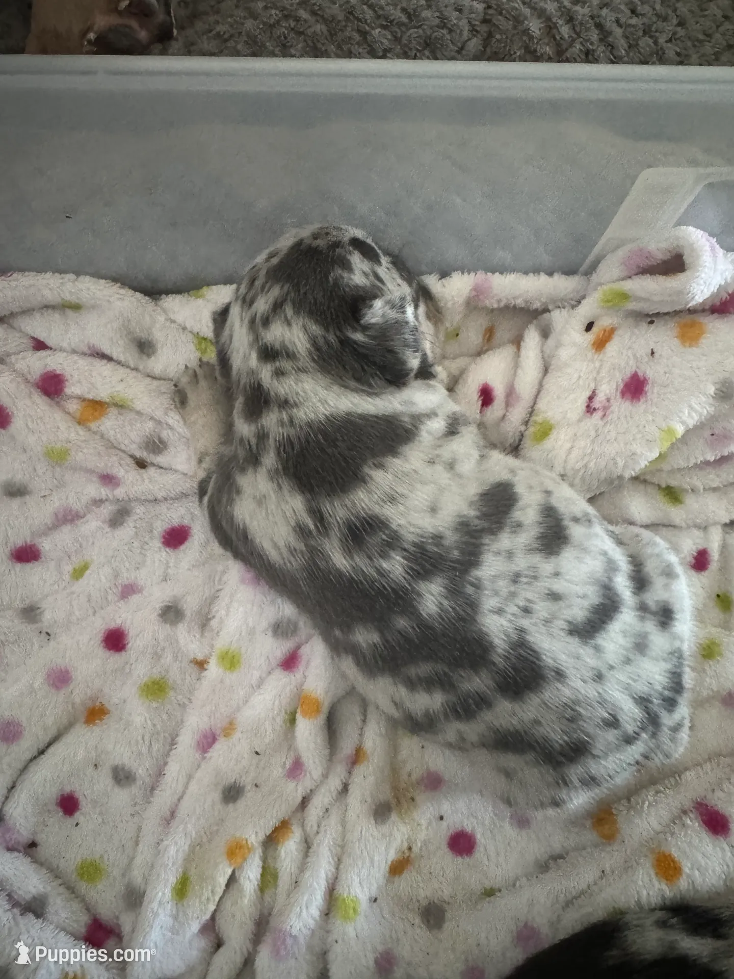 Mia, a female French Bulldog for sale in Fort Lauderdale, FL – Photo 7 of 7