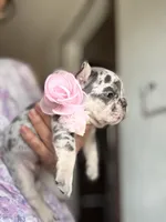 Mia, a female French Bulldog for sale in Fort Lauderdale, FL – Photo 5 of 7