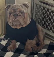 Rey, a male English Bulldog for sale in Fort Lauderdale, FL – 7 of 8