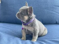 Emy, a female French Bulldog for sale in Fort Lauderdale, FL – Photo 1 of 3