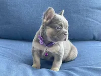 Emy, a female French Bulldog for sale in Fort Lauderdale, FL – Photo 3 of 3