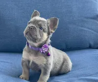 Emy, a female French Bulldog for sale in Fort Lauderdale, FL – Photo 2 of 3