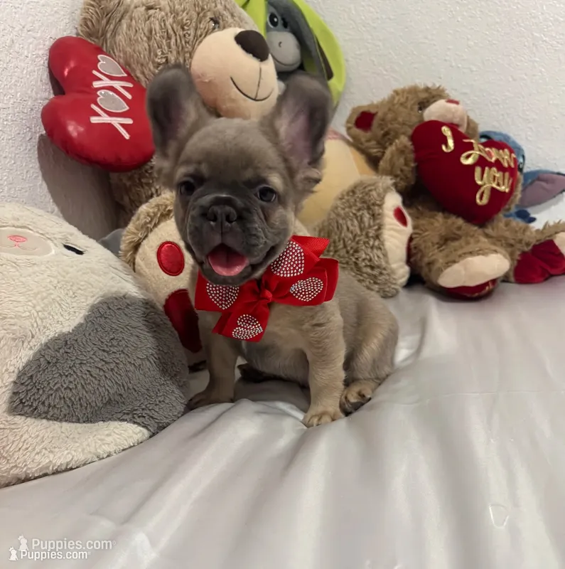 Charly – French Bulldog puppy for sale in Fort Lauderdale, FL