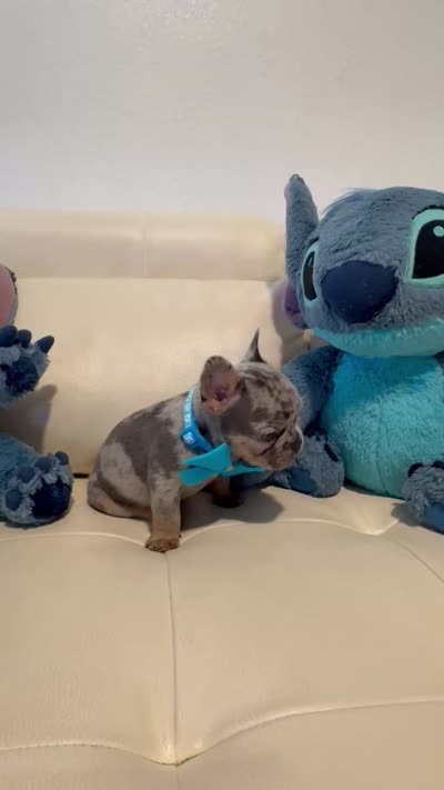 Polo, a male French Bulldog for sale in Fort Lauderdale, FL – 6 of 7