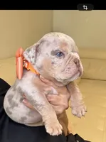 Rey, a male English Bulldog for sale in Fort Lauderdale, FL – 3 of 8