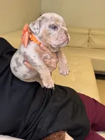 Rey, a male English Bulldog for sale in Fort Lauderdale, FL – 6 of 8