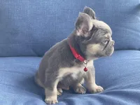 Elio, a male French Bulldog for sale in Fort Lauderdale, FL – Photo 3 of 3