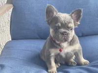 Elio, a male French Bulldog for sale in Fort Lauderdale, FL – Photo 2 of 3