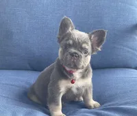 Elio, a male French Bulldog for sale in Fort Lauderdale, FL – Photo 1 of 3