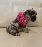 Chanel, a female French Bulldog for sale in Fort Lauderdale, FL – 4 of 7