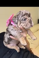 Shely, a female English Bulldog for sale in Fort Lauderdale, FL – 3 of 7