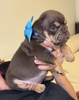 Choco, a male English Bulldog for sale in Fort Lauderdale, FL – 4 of 7