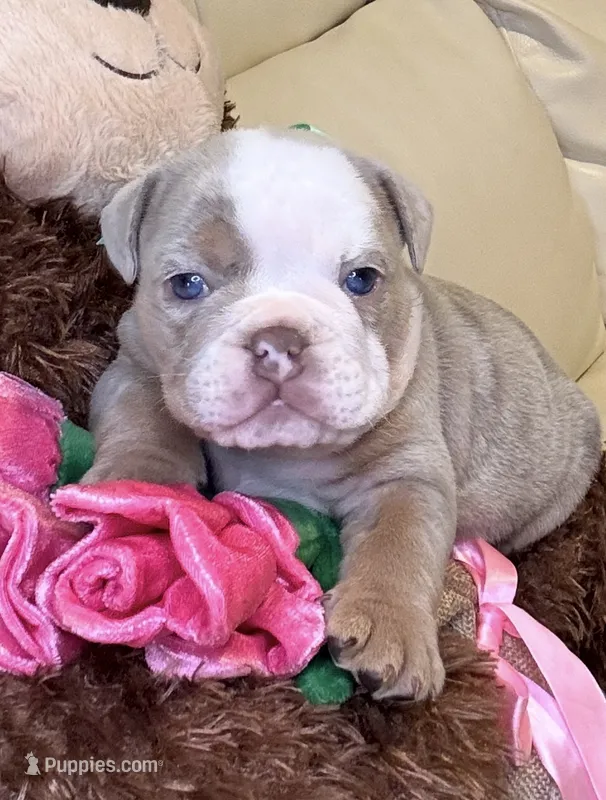 Max – English Bulldog puppy for sale in Fort Lauderdale, FL