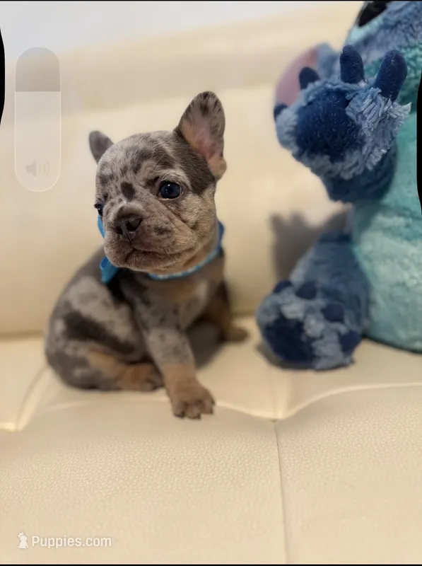 Polo – French Bulldog puppy for sale in Fort Lauderdale, FL