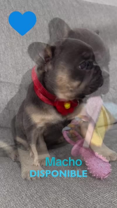 Gordy, a male French Bulldog for sale in Fort Lauderdale, FL – 4 of 4