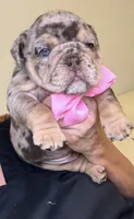 Shely, a female English Bulldog for sale in Fort Lauderdale, FL – 1 of 7
