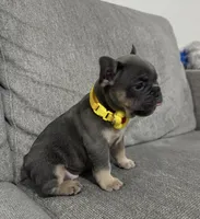 Laly, a female French Bulldog for sale in Fort Lauderdale, FL – 3 of 4