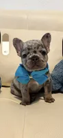 Polo, a male French Bulldog for sale in Fort Lauderdale, FL – 5 of 7