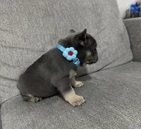 Lucky, a male French Bulldog for sale in Fort Lauderdale, FL – 3 of 4