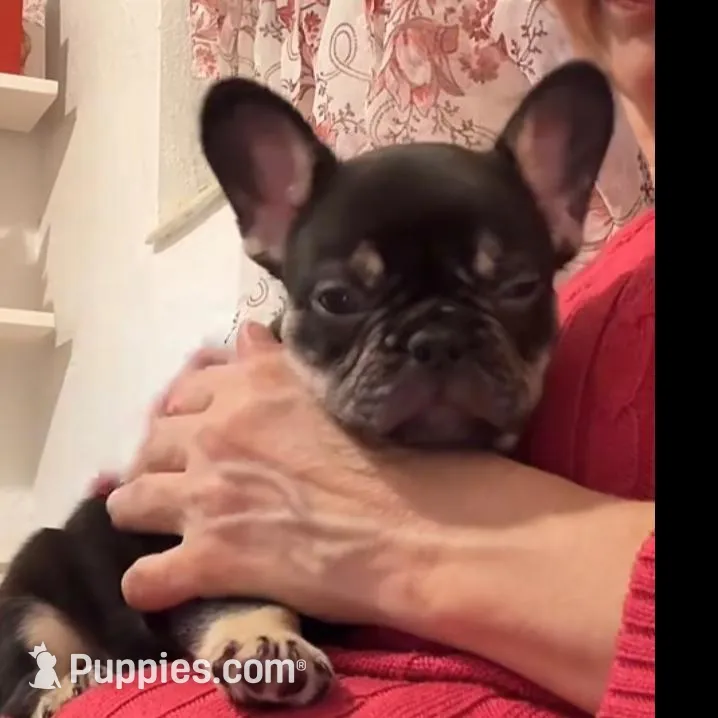 Bruss, a male French Bulldog for sale in Fort Lauderdale, FL – Photo 8 of 8
