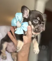 Bruss, a male French Bulldog for sale in Fort Lauderdale, FL – Photo 7 of 8