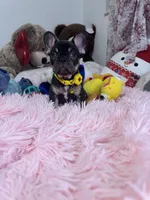 Bruss, a male French Bulldog for sale in Fort Lauderdale, FL – Photo 4 of 8