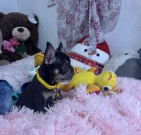 Bruss, a male French Bulldog for sale in Fort Lauderdale, FL – Photo 2 of 8