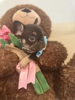 Bruss, a male French Bulldog for sale in Fort Lauderdale, FL – Photo 6 of 8