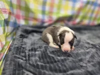 Kiara, a female Border Collie for sale in Gary, IN – 9 of 10