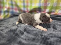 Priya, a female Border Collie for sale in Gary, IN – 7 of 8