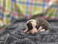 Kiara, a female Border Collie for sale in Gary, IN – 2 of 10