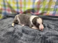 Priya, a female Border Collie for sale in Gary, IN – 6 of 8