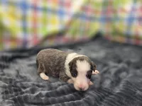 Ryder, a male Border Collie for sale in Gary, IN – 5 of 5