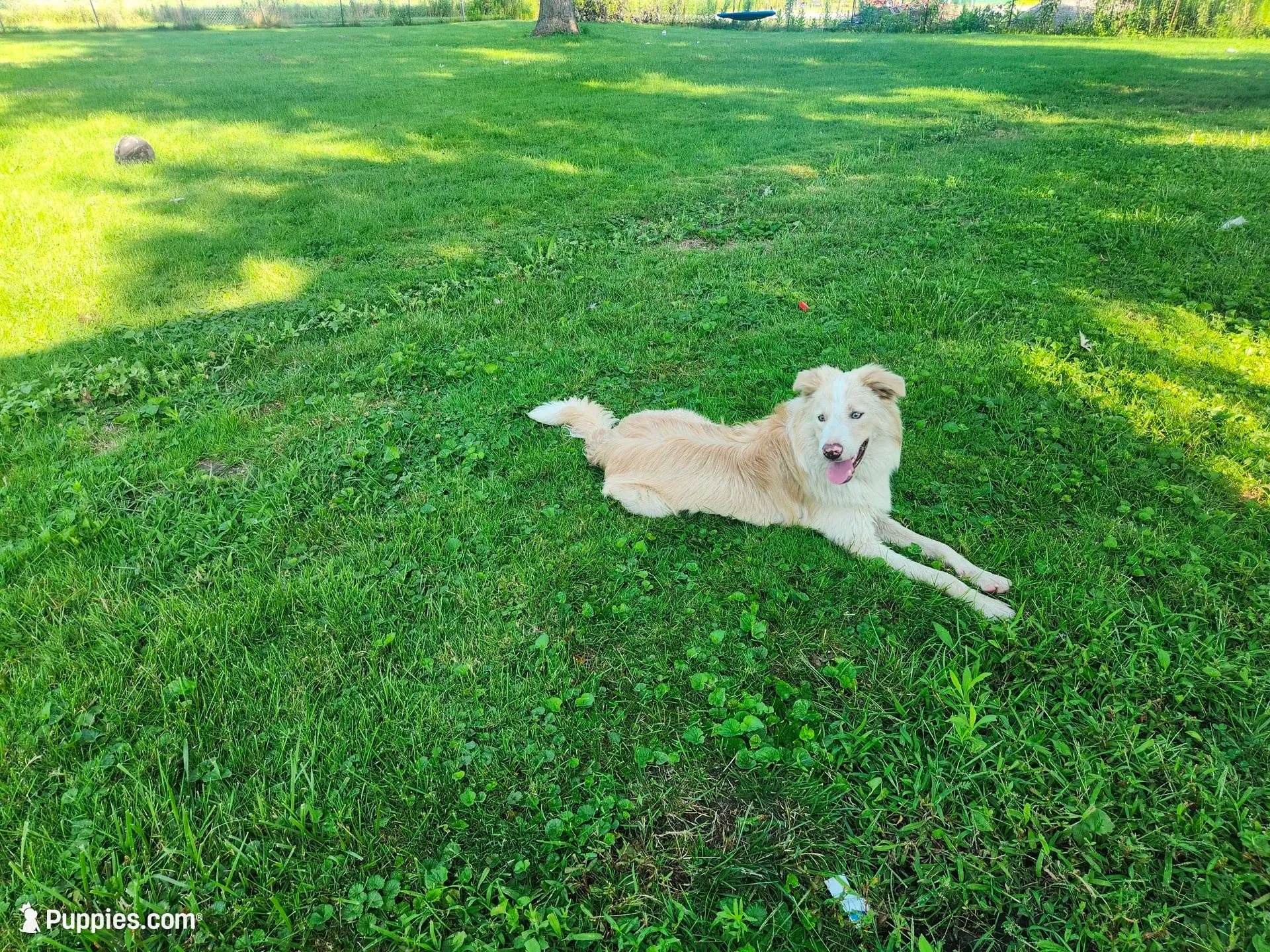 Atlantis, a male Border Collie for sale in Gary, IN – 4 of 5
