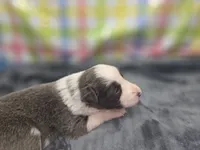 Gemini, a female Border Collie for sale in Gary, IN – 2 of 10
