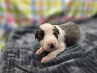 Ryder, a male Border Collie for sale in Gary, IN – 2 of 5
