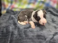 Gemini, a female Border Collie for sale in Gary, IN – 8 of 10