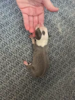 processed/c6b9402a-0240-41d5-ad4f-0721df4d601f/listing/3bb09b8a-b576-4f7d-ba07-42c8ef2030b5/7e88b524-0f2b-4fda-8f03-fb28068bc758